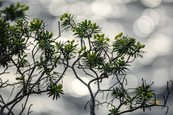 Ornaments of the vasteness n°13
