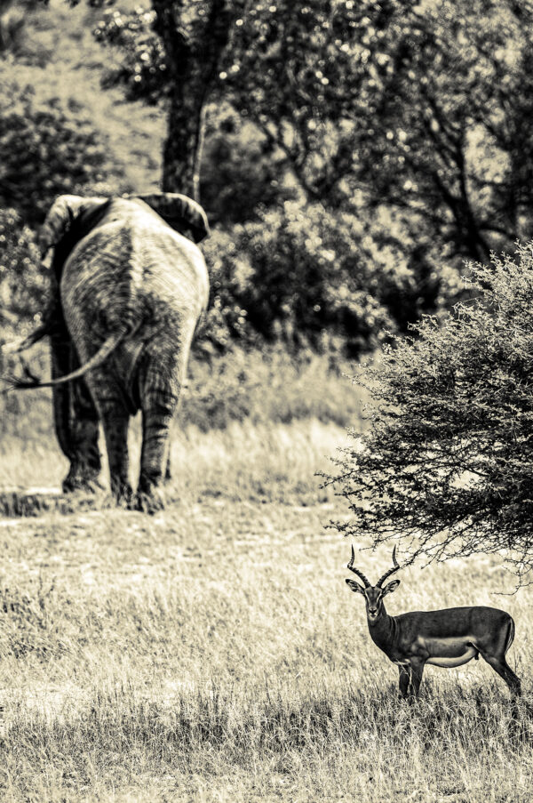 wild life n°18