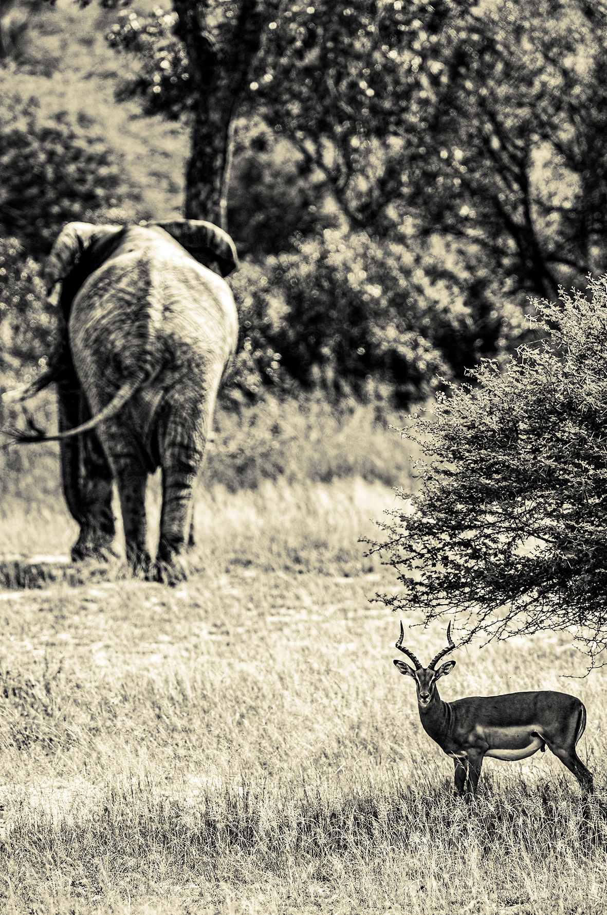 Photographe : wild life n°18