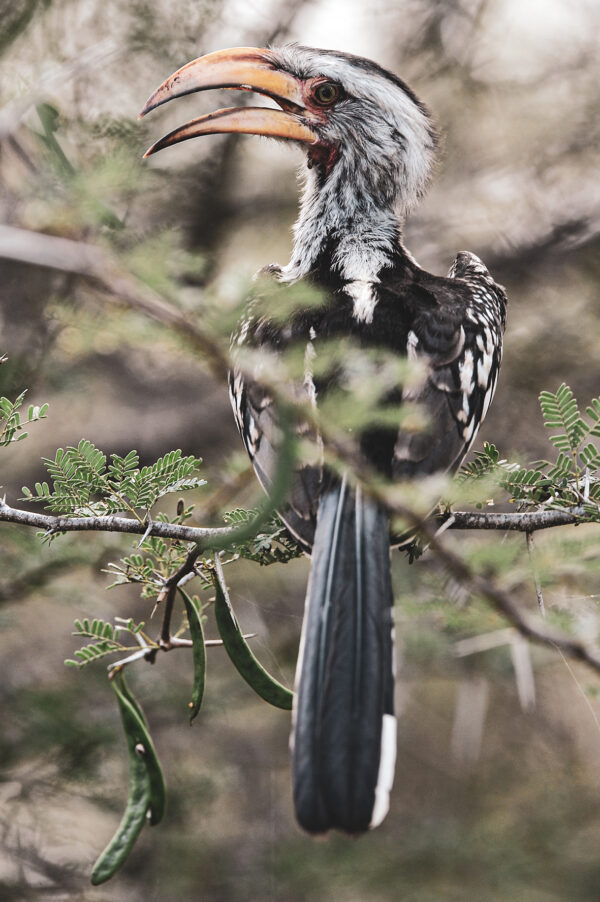 wild life n°23