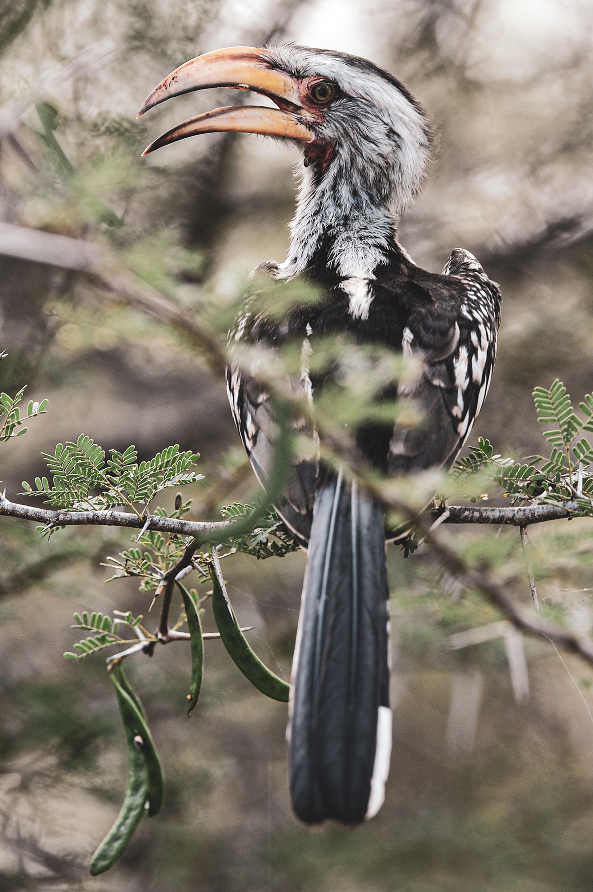 Photographe : wild life n°23