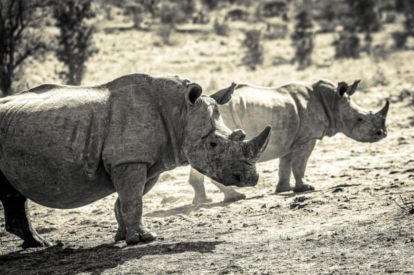 wild life n°5