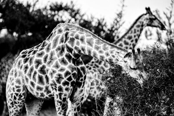 wild life n°7