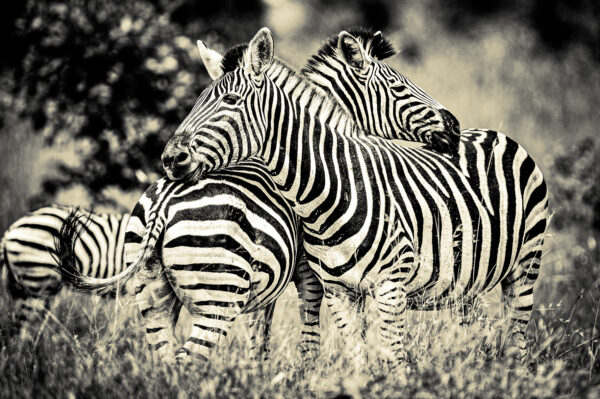 wild life n°11