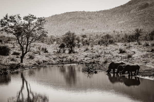 wild life n°12