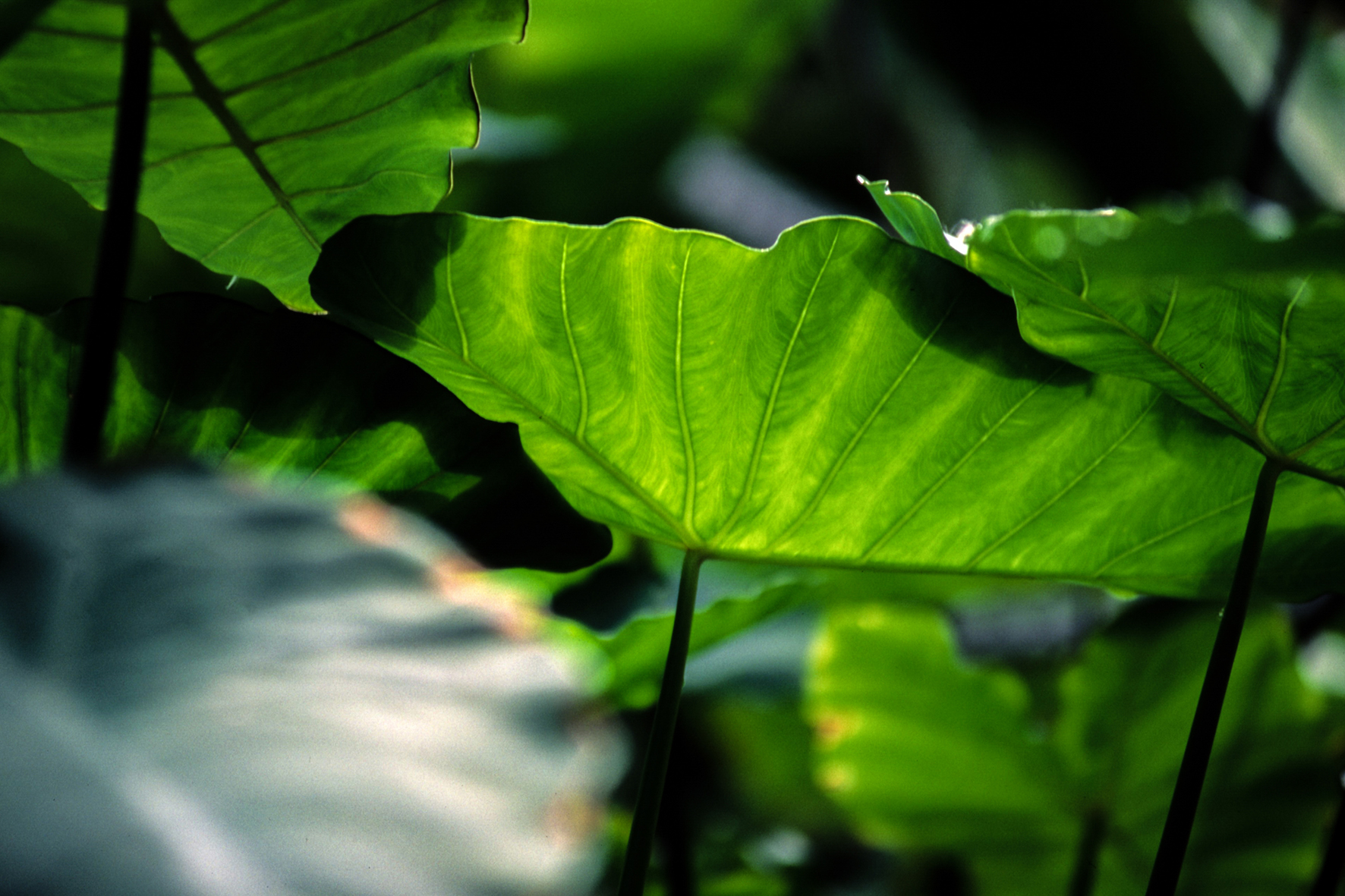 Photographe : Le graphisme naturel n°2