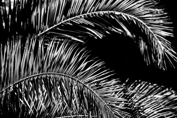 Natural graphic design n°4