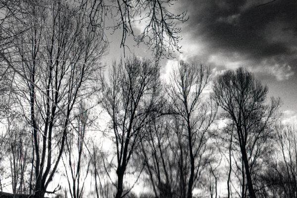 Natural graphic design n°5