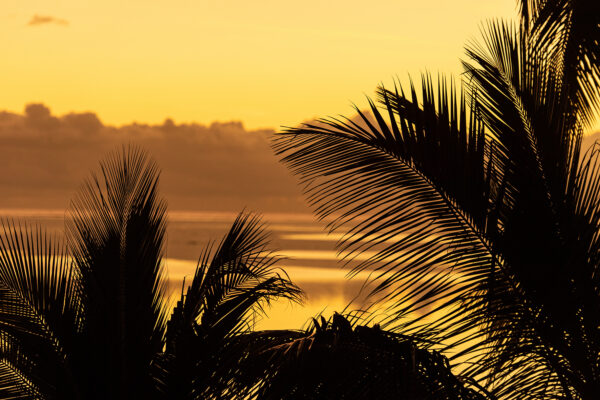 Natural graphic design n°7