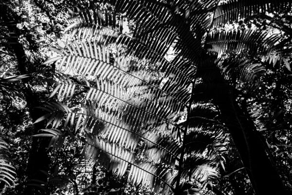 Natural graphic design n°6