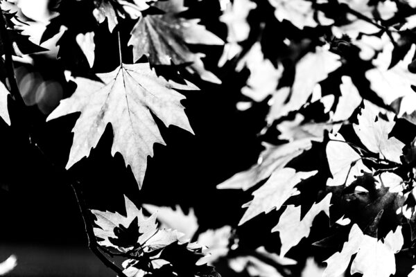 Natural graphic design n°9