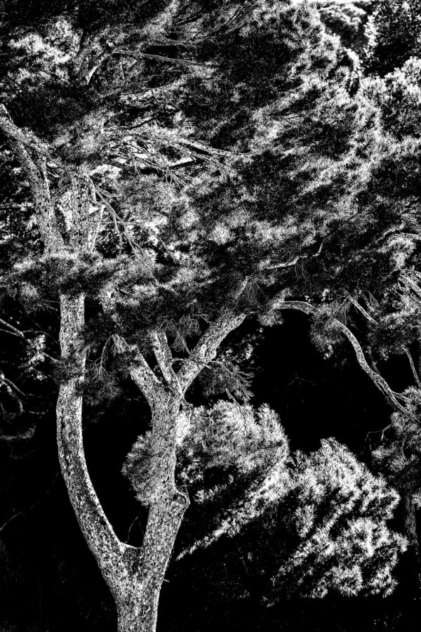 Natural graphic design n°13