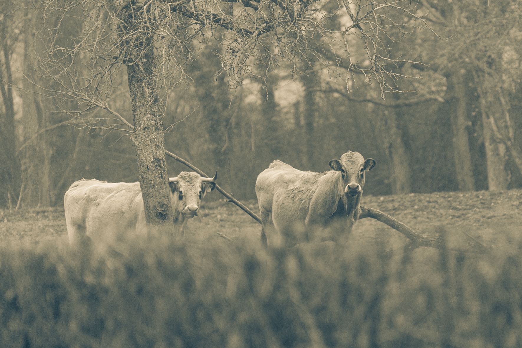 Photographe : Taking the country roads n°4
