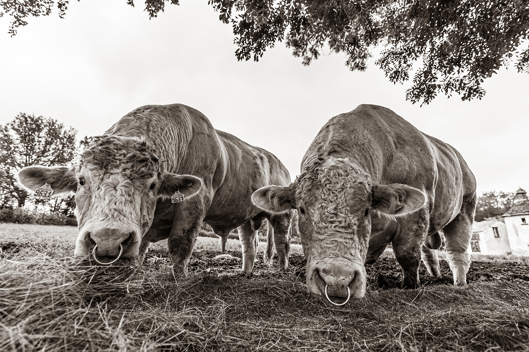 Photographe : Taking the country roads n°14