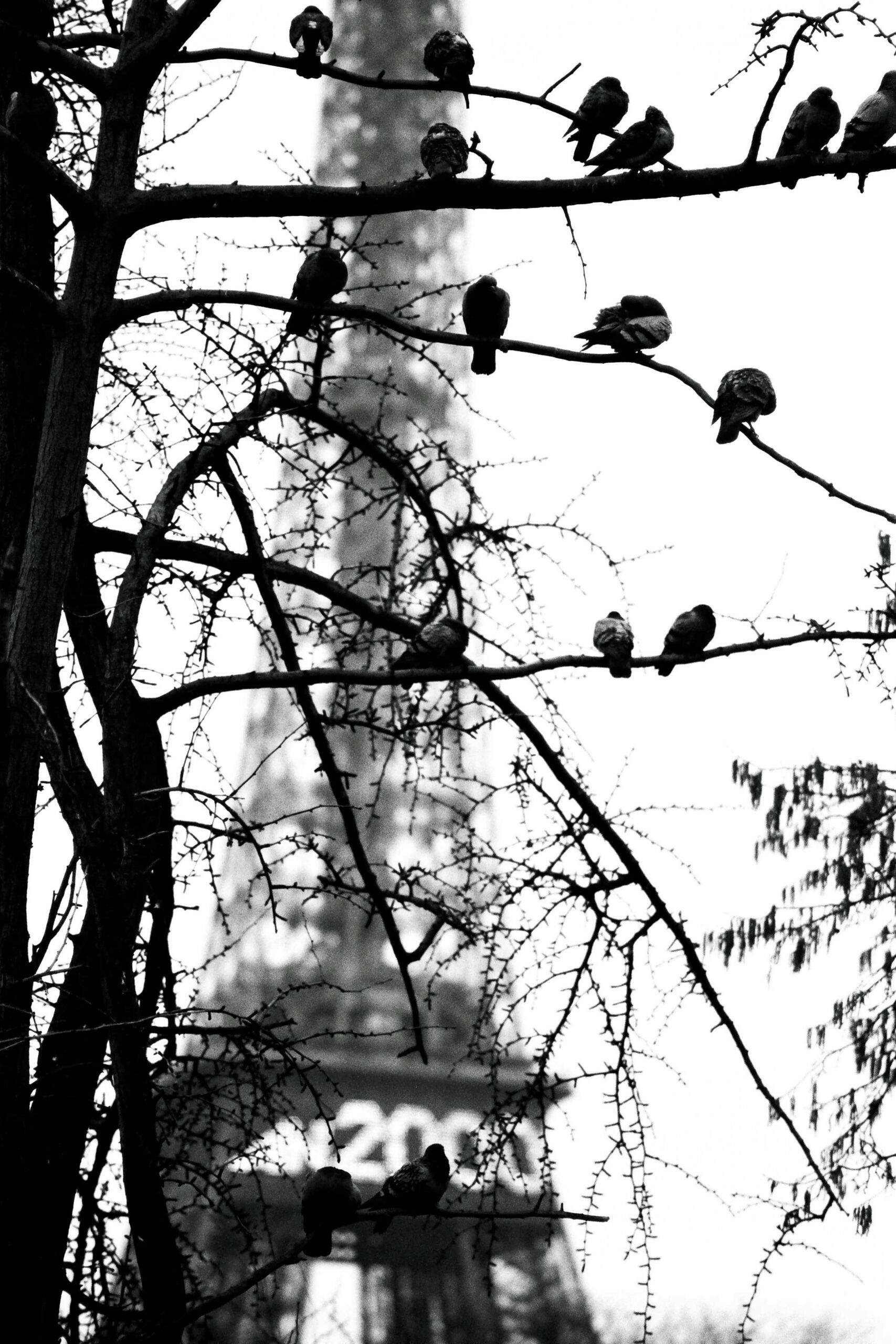 Photographe : Eiffel #01